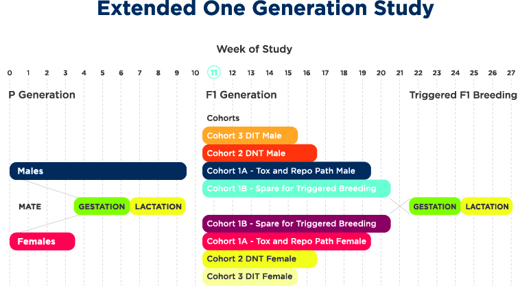 Extended One Generation Study